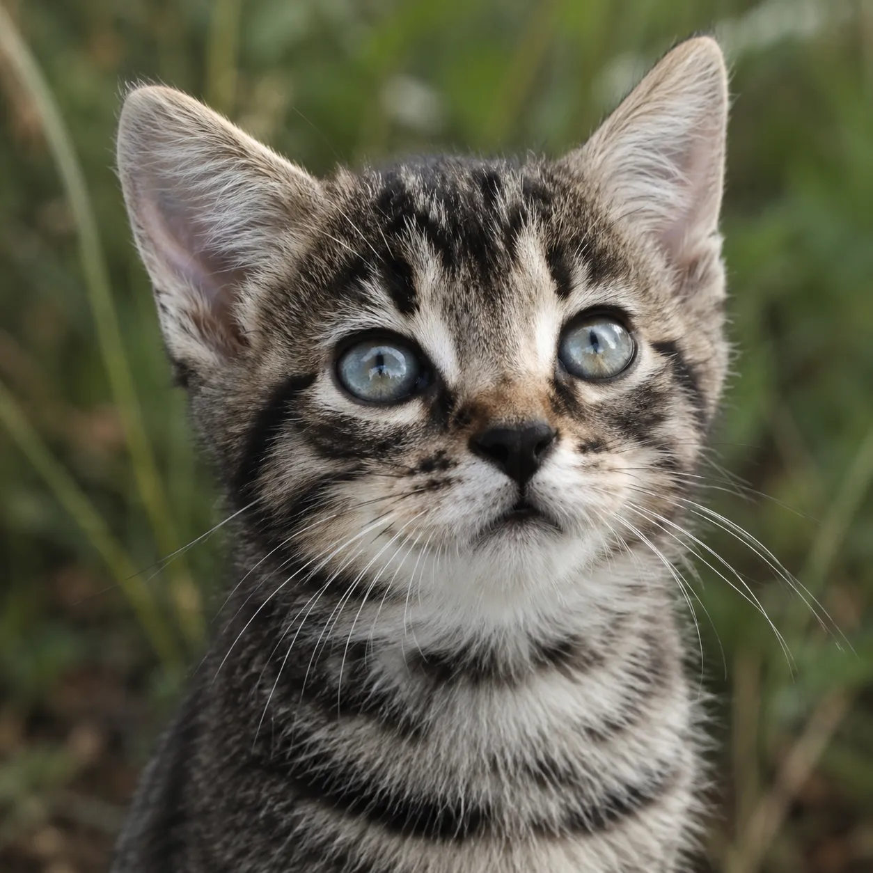 Selfie-style photo of a wide-eyed tabby kitten looking into the camera